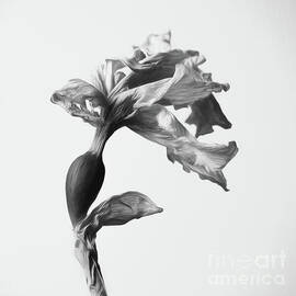 Daffodil - Veins of a Forgotten Spring by Dodie Ross