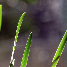 Daffodil Leaves with Ladybug by Joe Schofield