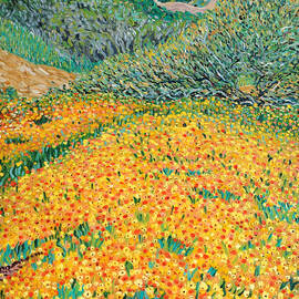 Daisies in Griffith Park by Michel Cruz-Garcia