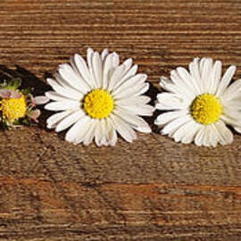 Daisies by Antonios Valamontes