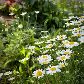 Daisies in Green Pasture by Gina Harrison