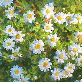 Daisy Field by Alison Frank
