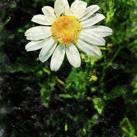 Daisy flower close up - watercolor painting by Nicko Prints