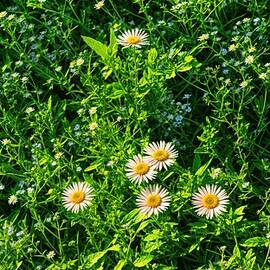 Daisy flowers and grass vegetation pattern - AI art by Nicko Prints
