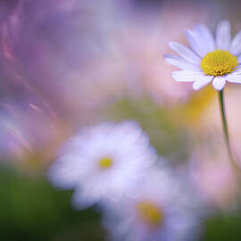 Daisy in My Garden by Ursula Abresch