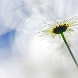Daisy by Ursula Abresch