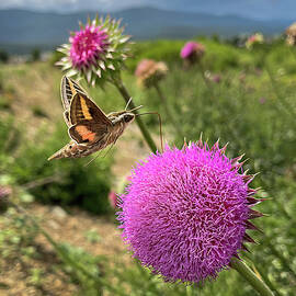 Dance of the Hummingbird Moth by Rebecca Herranen