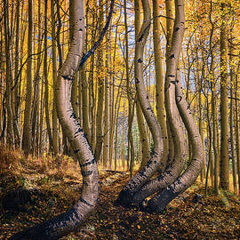Dancing Aspens in Colorado by Kevin Schwalbe