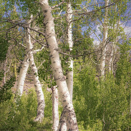 Dancing Aspens by Mike Lee
