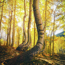Dancing Aspens of Colorado II by Kevin Schwalbe