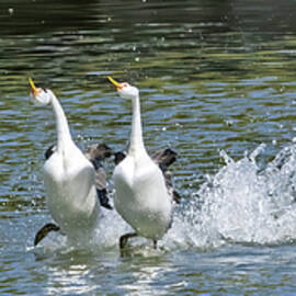 Dancing Water Birds by Mary Jo Allen