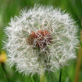 Dandelion seeds by Brian Weber
