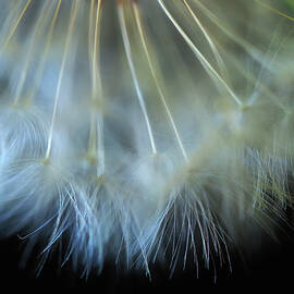 Dandelion Tutu by Joe Schofield
