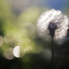 Dandelion by Ursula Abresch