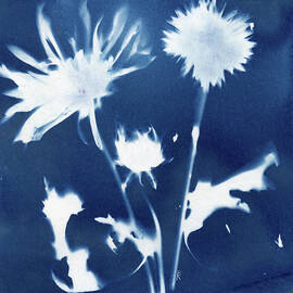 Dandelions in Bloom by Elizabeth Reich