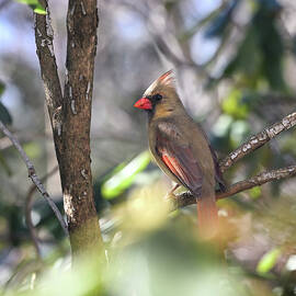 Dappled Cardinal by Steven Nelson