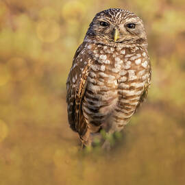 Dark Eyed Burrowing Owl by Susan Candelario