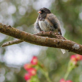 Dark-eyed Junco Fledgling by Joe Fisher