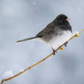 Dark Eyed Junco in Snow - Lassen County California by Mike Lee