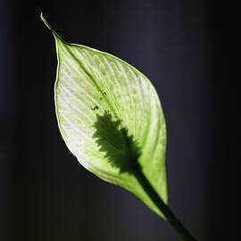 Dark Lily by Steven Nelson