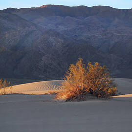 Daybreak on the Creosote by Joe Schofield