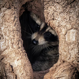 Daylight by James Overesch