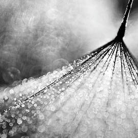 Debutante by Ursula Abresch