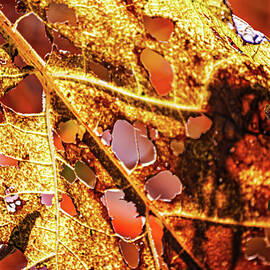 Decayed Leaf Detail in Sunlight by Tatiana Travelways