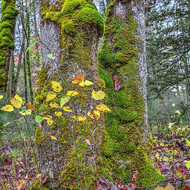 DEEP FOREST AUTUMN by Randall Dill
