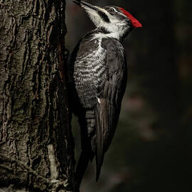 Deep Forest by James Overesch