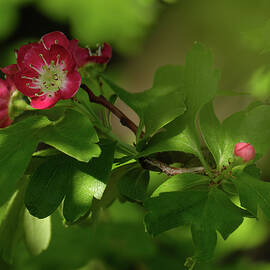 Deep in a Crabapple Tree by Mary Lee Dereske