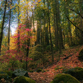 Deer Creek Trail Autumn Splendor_4X5 Crop by Mike Lee