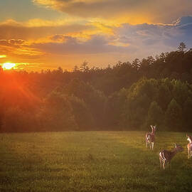 Deer Grazing at Sunset in the Smoky Mountains by Theresa D Williams Smoky Mountains