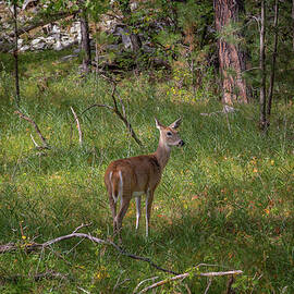 Deer in a Sunlit Forest by Cindy Robinson