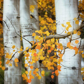 Delicate Autumn Aspen Leaves Colorado by Dan Sproul