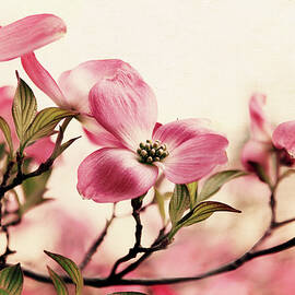 Delicate Dogwood by Jessica Jenney