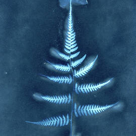 Delicate Fern Cyanotype by Elizabeth Reich