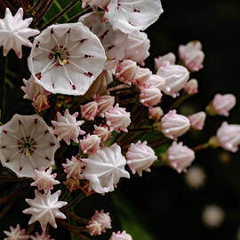 Delicate Mountain Laurel  by Shirley Mitchell