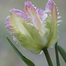 Delicate Parrot Tulip in Bloom by Mary Jo Allen