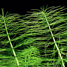 Delicate Stems by Tommy Farnsworth
