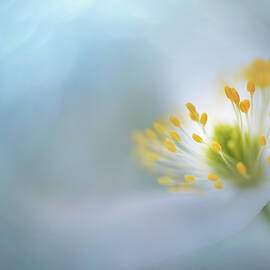 Delicate by Ursula Abresch