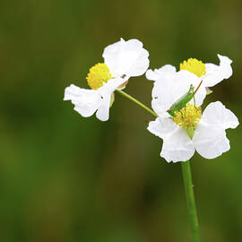 Delicate White Flower and Grasshopper by Rebecca Herranen