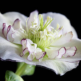 Delicate White Hellebore by Shirley Mitchell