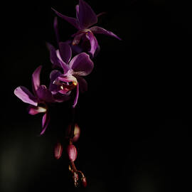 Descending Light  Orchid in Shadow, Botanical Fine Art Photography by Robert Niemeier