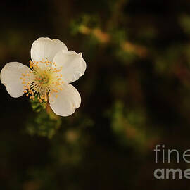 Desert Blossom by Dodie Ross