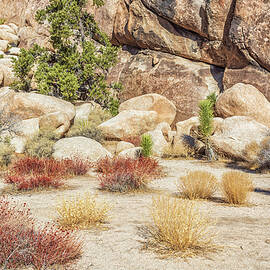 Desert Colors by Alison Frank