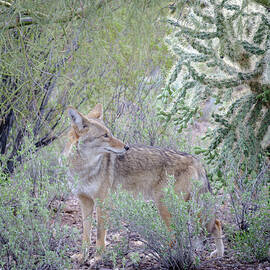 Desert Coyote by Mary Lee Dereske