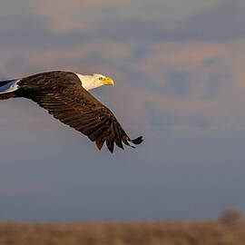 Desert Eagle in Warm Light by Mike Lee
