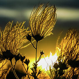 Desert Flowers at Sunset New Mexico by Tommy Farnsworth