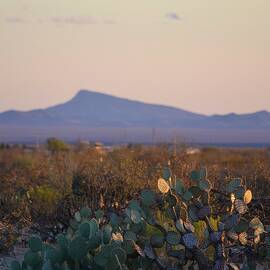 Desert Morning by Alden White Ballard